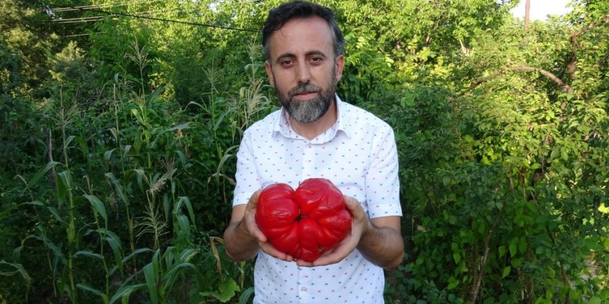 1 Kilo 372 gram ağırlığındaki “Maniye” domatesi, görenleri şaşırtıyor