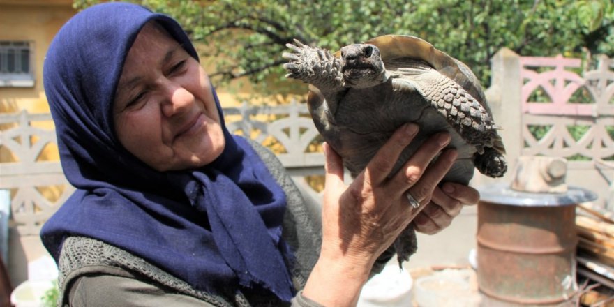 Kaplumbağa terbiyecisi Zekiye teyze