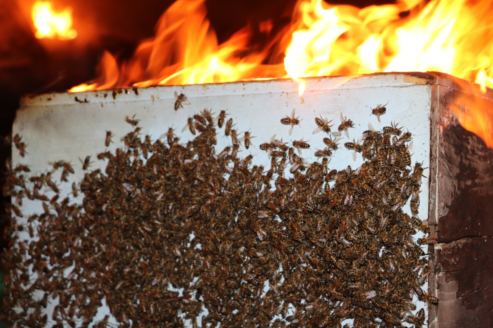Yangında saniyeler içerisinde binlerce arı telef oldu