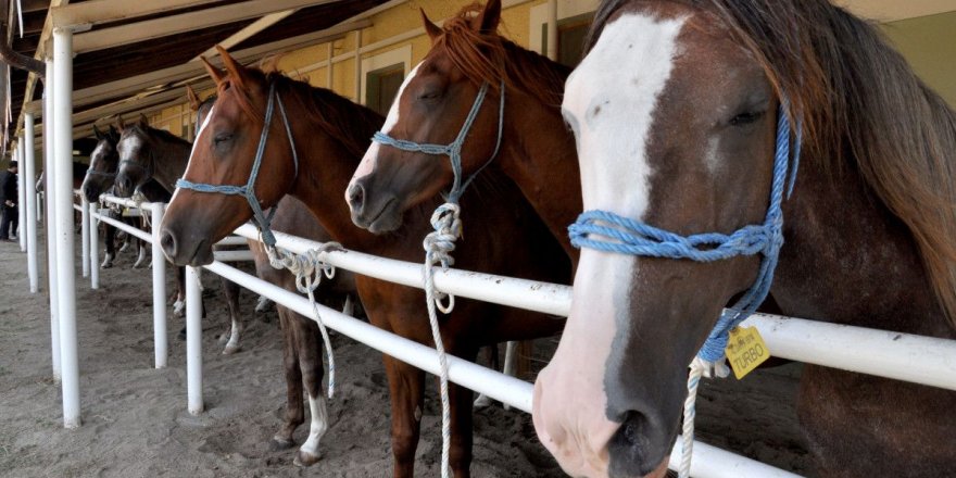 Ev Alınacak Parayla Tay Satıldı