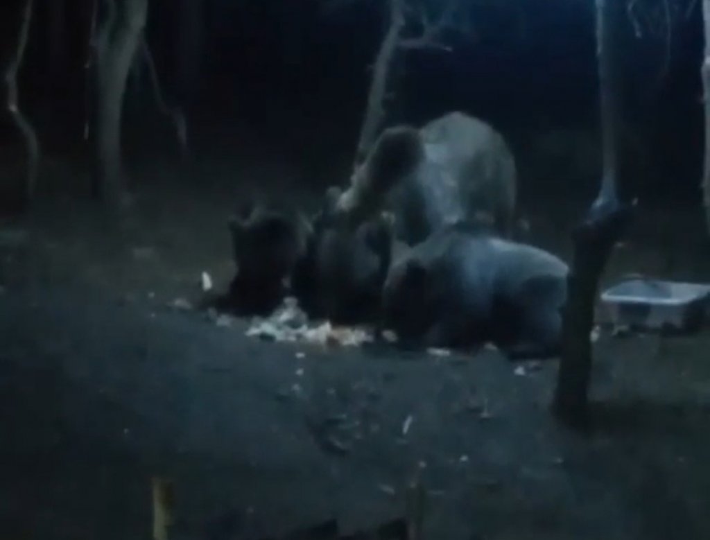 Uludağ’da Aç Kalan Ayılar Kamp Alanına İndi