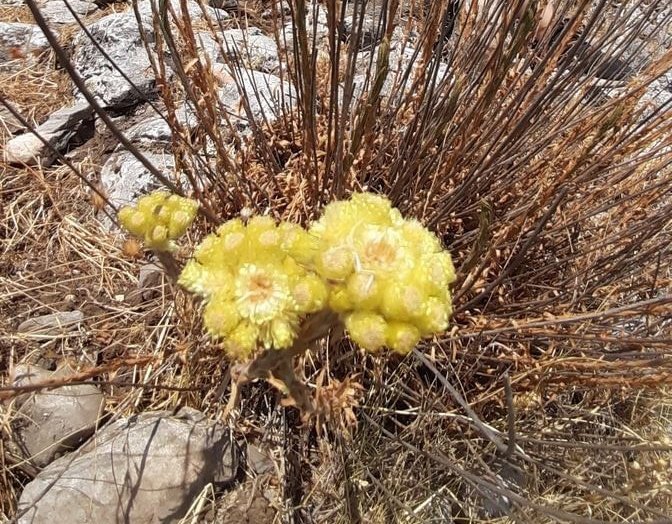 Dünyada 11 Adet Kalan ’Aydın Ölmez Çiçeği’ Korunmayı Bekliyor