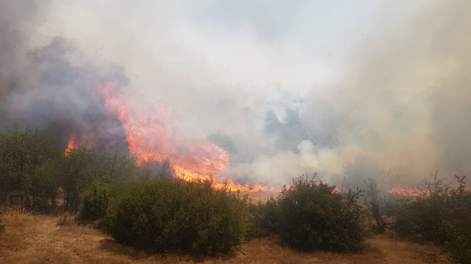 Manisa’da Orman Yangını Başladı