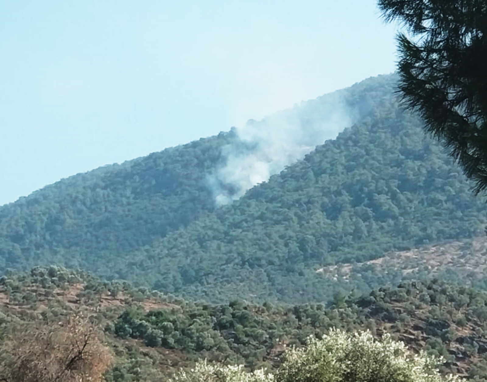 Milas’ta Orman Yangını