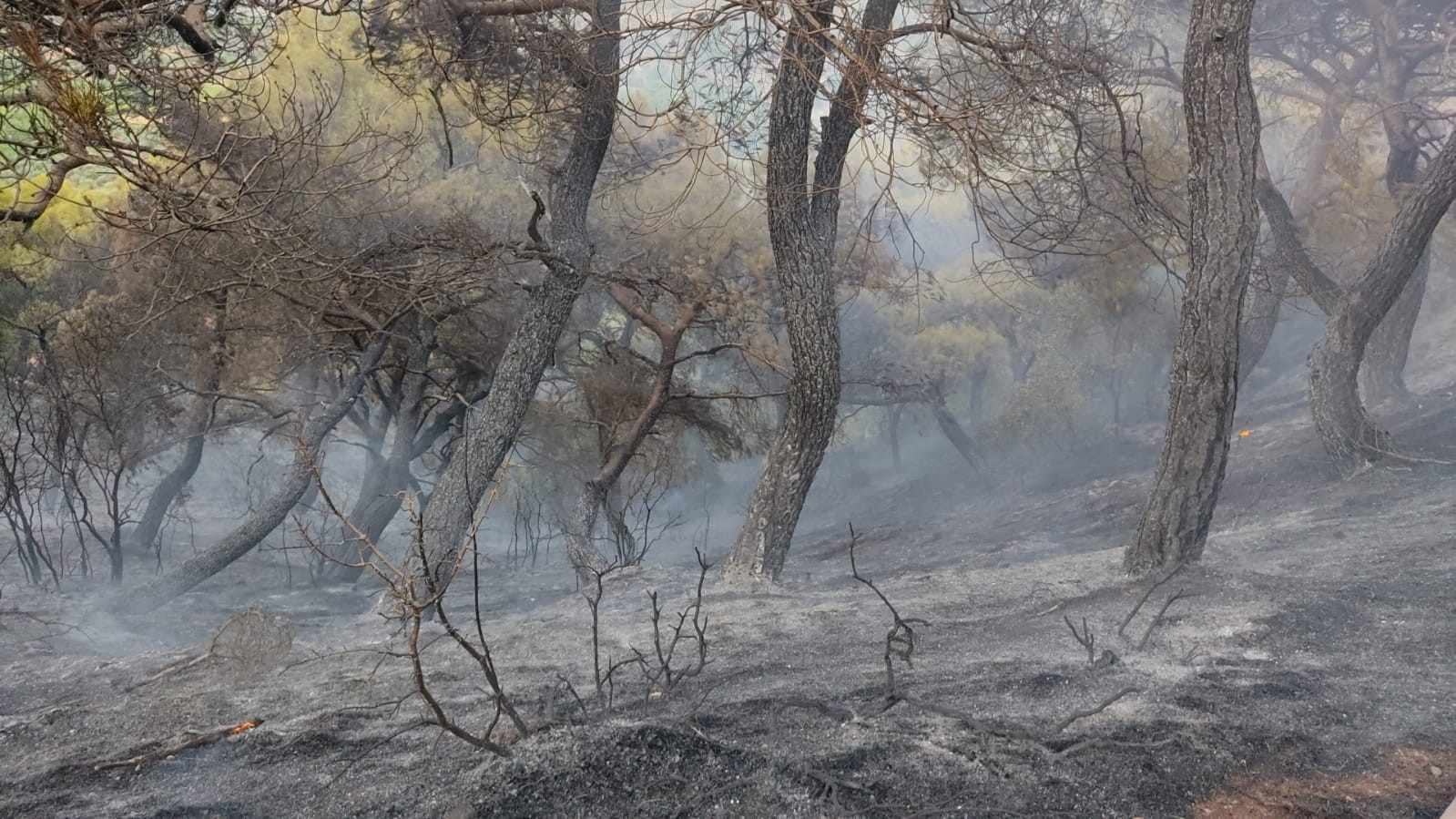 Hatay’da Orman Yangını