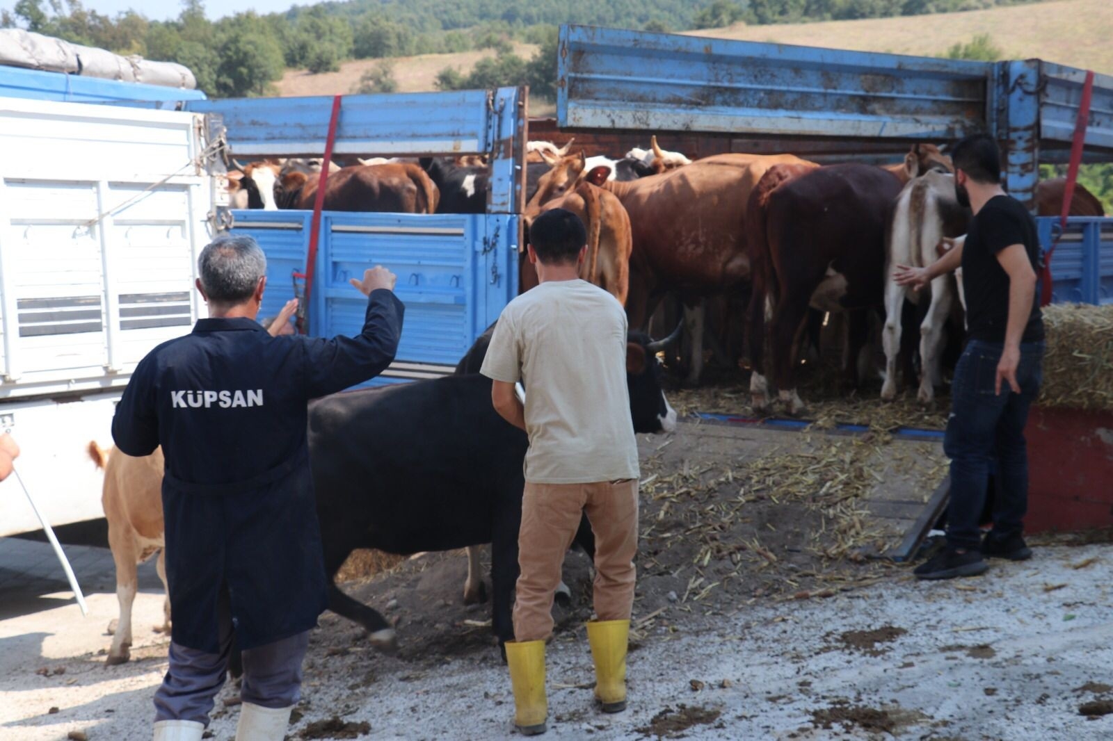 Selden Etkilenen Çiftçilere 89 Büyükbaş Hayvan Gönderdiler