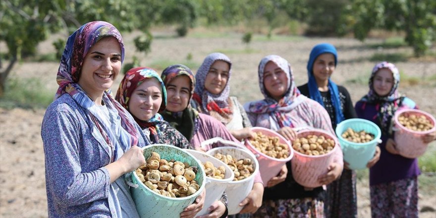 Dünya Sofralarını Süsleyen Aydın İncirinde Hasat Heyecanı Başladı