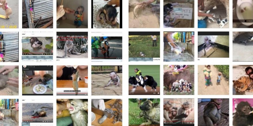 Sosyal medya şirketleri, hayvanlara işkence videolarından milyonlar kazanıyor
