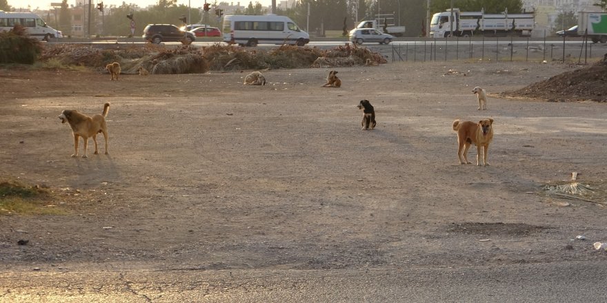 Sokak Köpeklerinin Saldırdığı Çocuk Arabanın Altında Kaldı