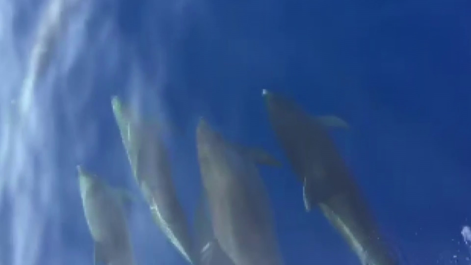 Samandağ açıklarında yunuslardan görsel şölen