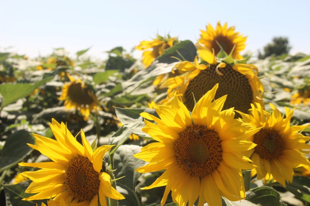 Konya Ovasında ayçiçek hasadı zamanı