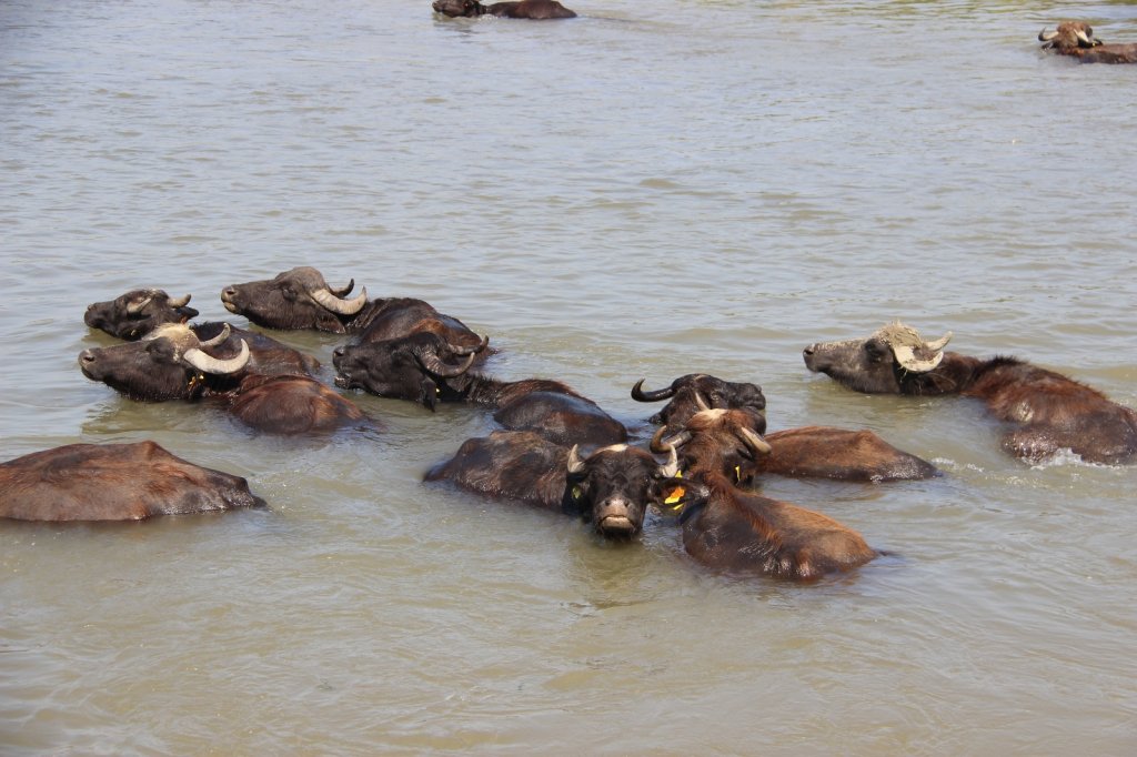 Afrika Belgesellerini Aratmayan Görüntüler