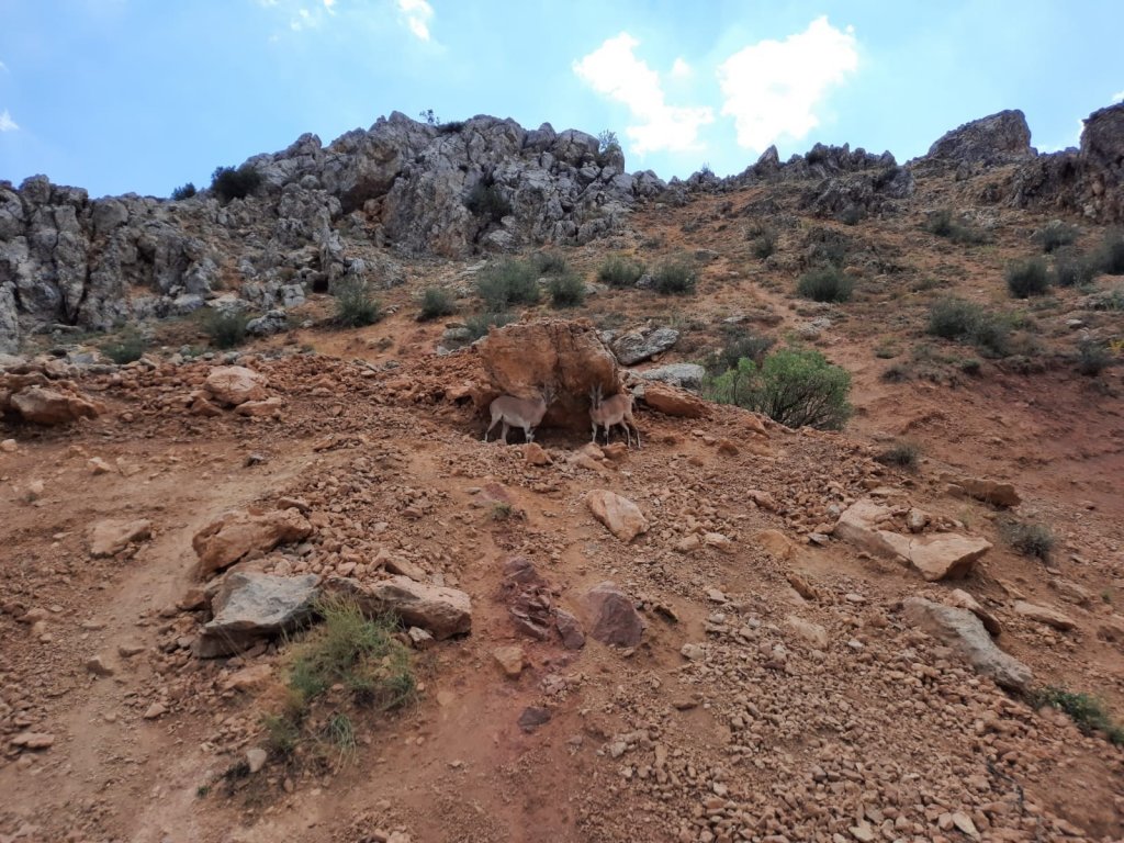 Dağ Keçileri Karayoluna İndi, Vatandaşlar Cep Telefonlarına Sarıldı