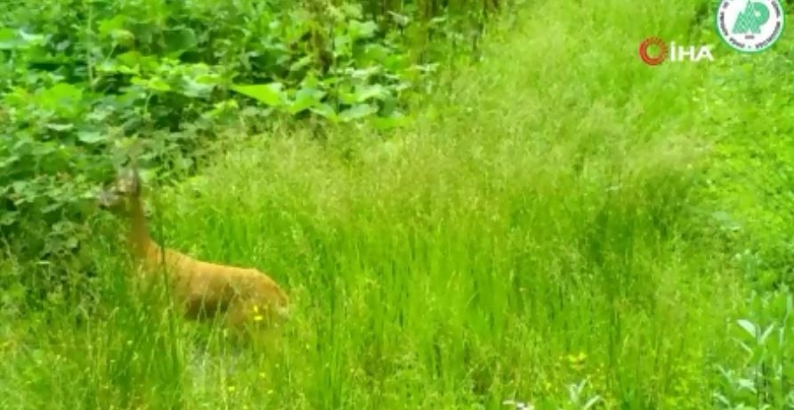 Karacaların Görüntüsü Foto-kapanlara Yansıdı