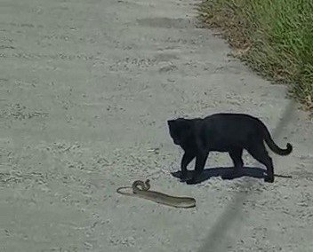 Kedi İle Yılanın Kavgasında Pes Eden Yılan Oldu