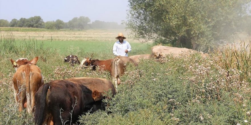 Dar Gelirli Aileler 'Genç Çiftçi Projesi' Sayesinde Köylerinde Kaldı