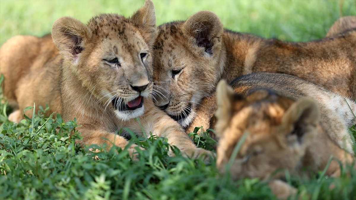 Bursa Hayvanat Bahçesi'nde Dünyaya Gözlerini Açan Aslanlar Yeni Yuvalarına Alıştı