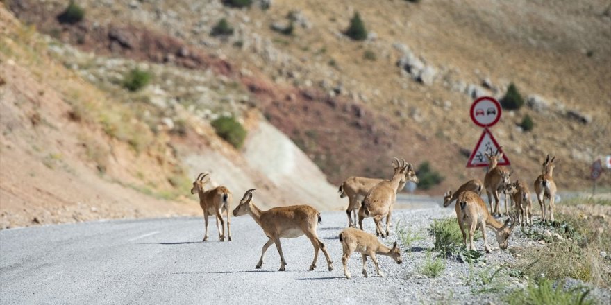 Tunceli'de dağlarda yiyecek bulamayan keçiler, tarlalara indi