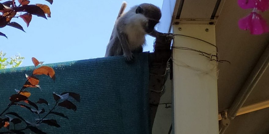 Ankara'da Maymun Firarda