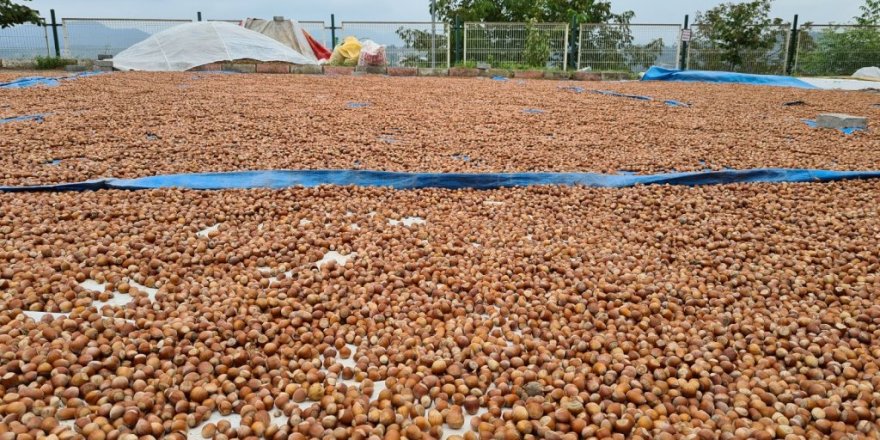 “Fındık fiyatı tarihi rekorunu kıracak, o rakamın altına satmayın”