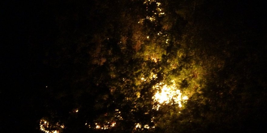 Muş'ta yangın çıktı