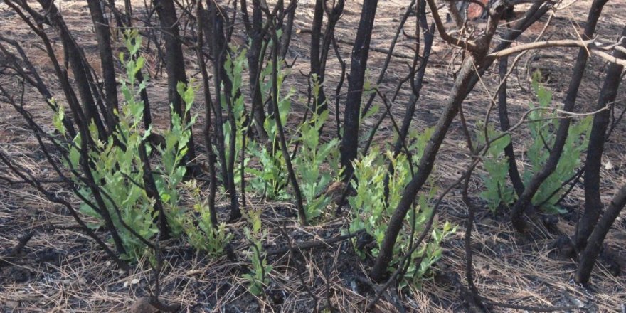Orman yangınında yanan ağaçların kökleri filizlendi