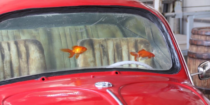 Bu akvaryum Türkiye’de tek