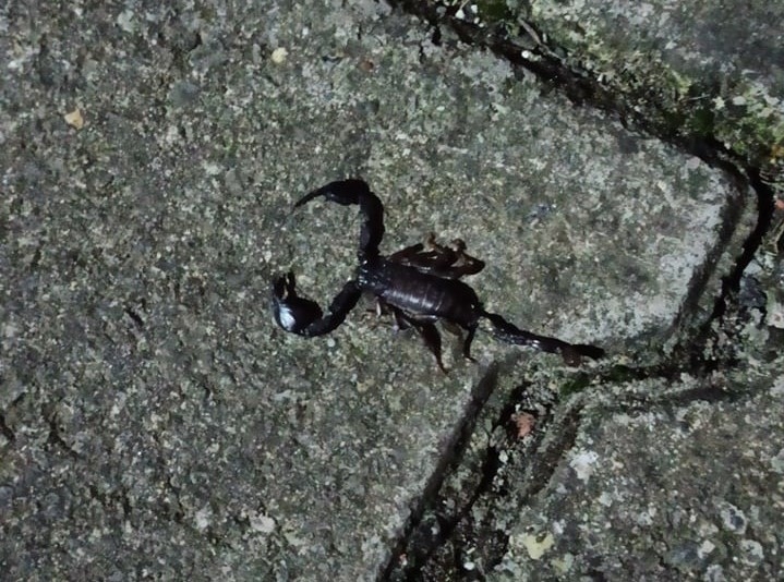 Mahalleyi Zehirli Akrep Korkusu Sardı