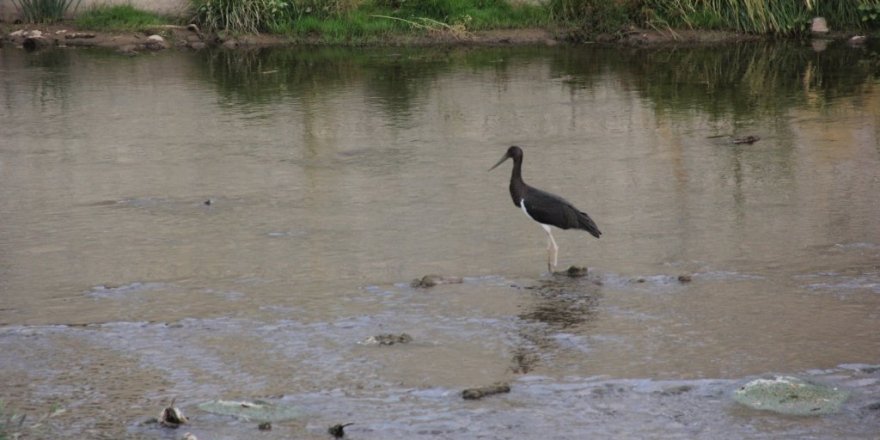 Kara leylek, Sivas’ta ortaya çıktı
