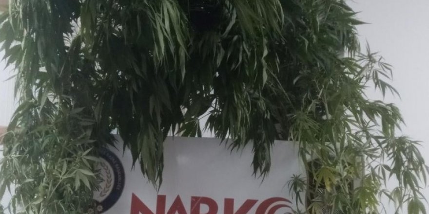 Samsun'da 123 gr Kubar Esrar Ele Geçirildi