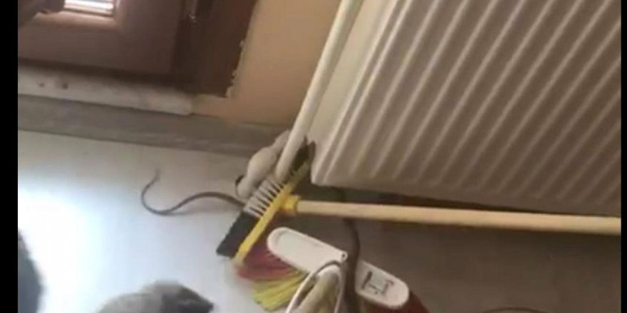 İstanbul'da Yılan Peteğe Girdi