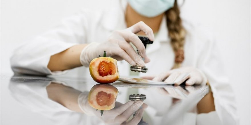 Domates Virüsüne Karşı Dayanıklı Yerli Tohum Geliştirildi