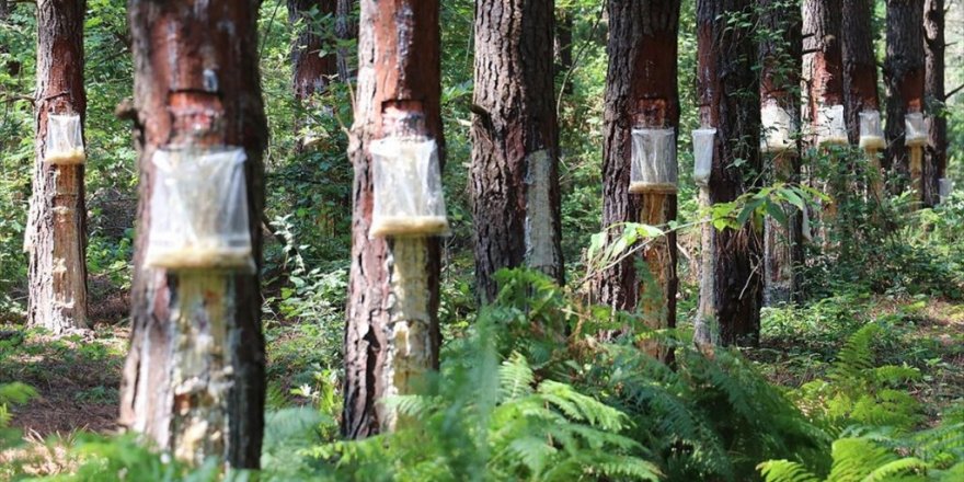 Kocaeli Ormanlarından Elde Edilen Çam Reçinesi Ekonomiye Katkı Sağlıyor
