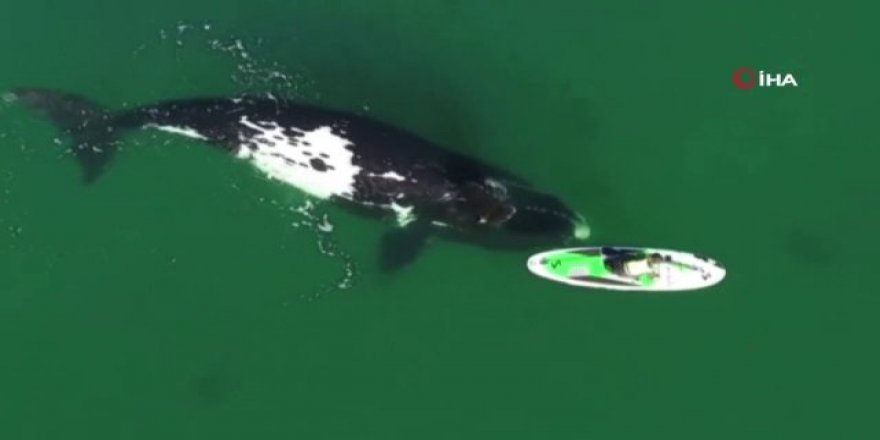 Arjantin’de kano süren kadınla balinanın dansı mest etti