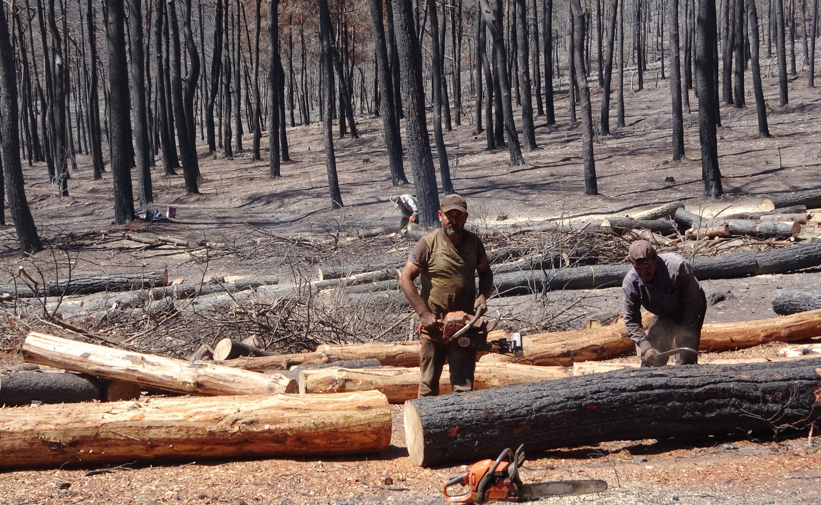 Yanan Alanlarda Kesim Çalışmaları Başladı