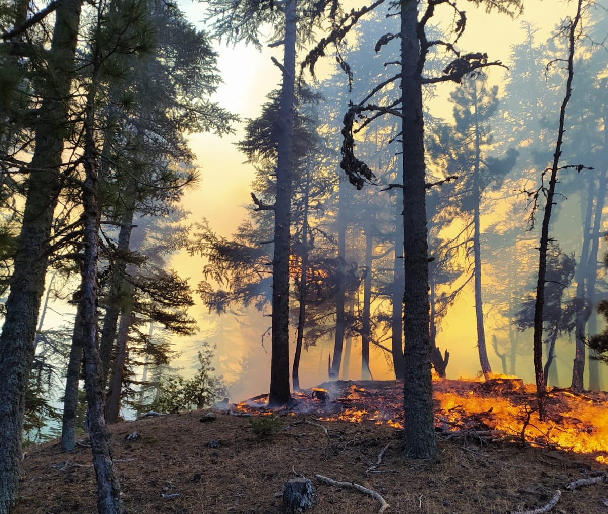Adana’da orman yangını