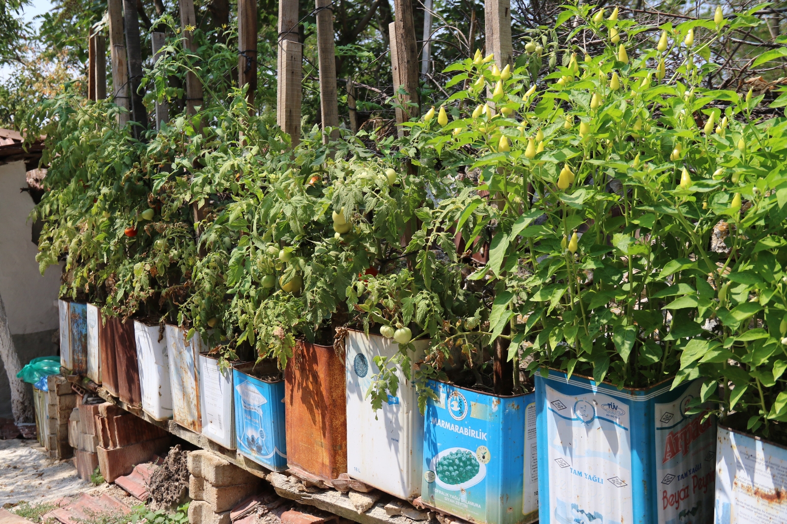 Bu Ürünler ‘Teneke Tarlası’nda Yetişiyor