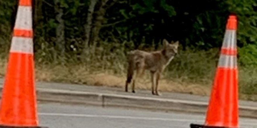 Kanada’da çakal saldırıları parkı kapattırdı