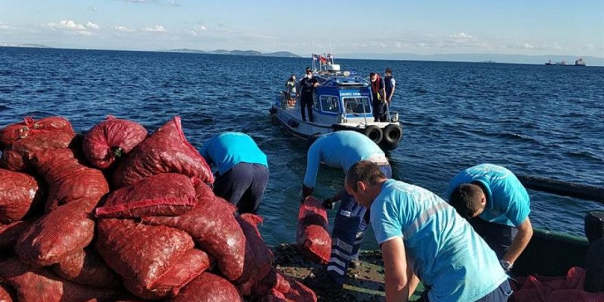 İstanbul' da tam tamına 6 ton kaçak midye yakalandı