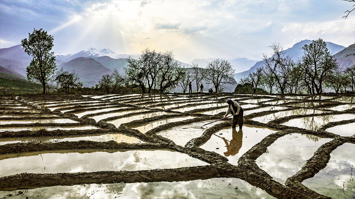 Çeltikte Daha Az Suyla Daha Fazla Alanda Üretim Yapılabilecek