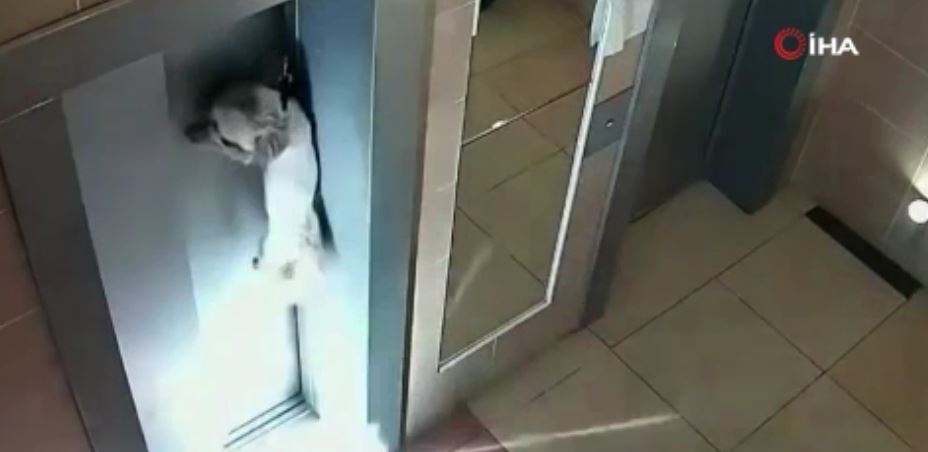 Asansör kapısına sıkışan köpeği apartman sakini kurtardı