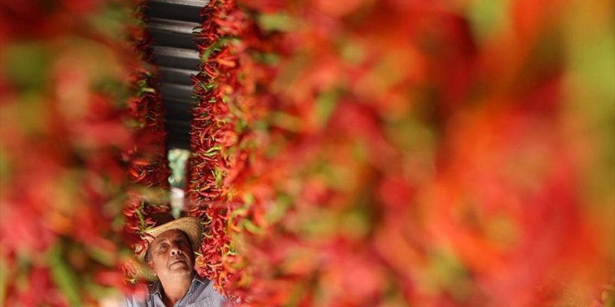 Tava Ciğerinin Garnitürü Karaağaç Acı Biberinin Kurutma Süreci Başladı