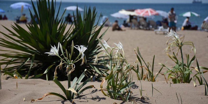 Sahillerdeki Kum Zambakları Tahta Çitlerle Korunuyor