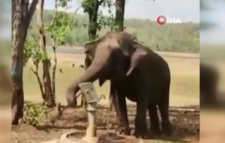 Hindistan’da doğal kaynak bulamayan filin su içmek için pompa kullanması gündem oldu