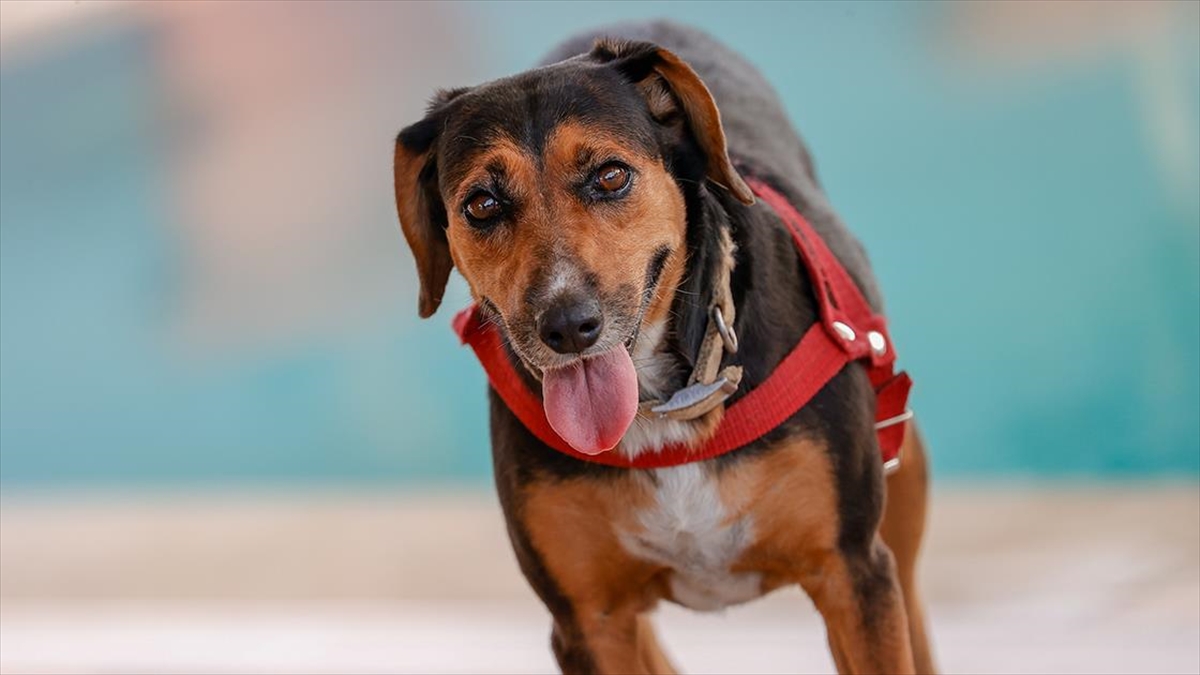 Manavgat'taki Orman Yangınında Ölen Çiftin Köpekleri Yeni Sahiplerini Bekliyor