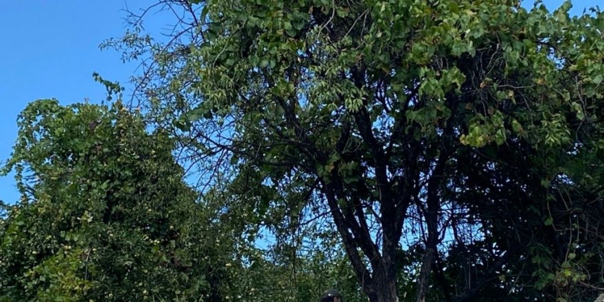 5 Çocuk babası ağaca asılı halde bulundu