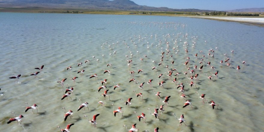 Arin Gölü’nü renklendiren Flamingolar havadan görüntülendi