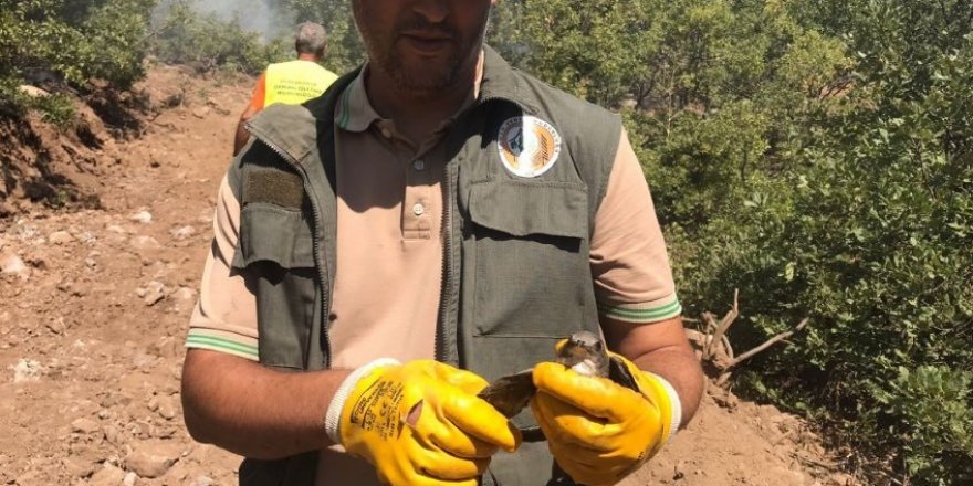 “Ormancılık her şeyden önce vicdan işidir”