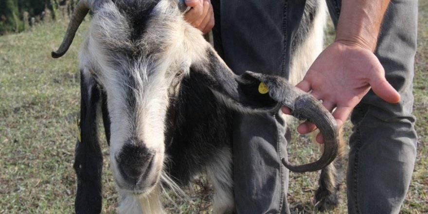’Boynuz kulağı geçti atasözü’ gerçek oldu