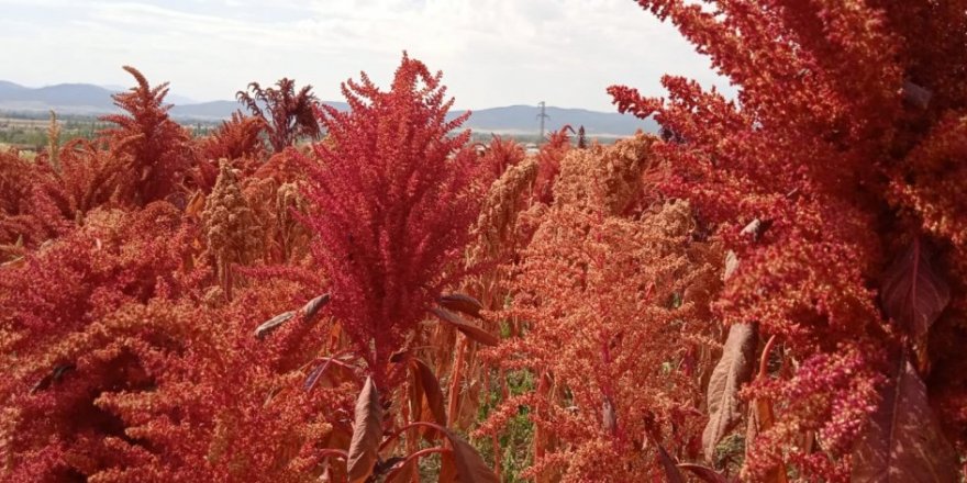Çölyak ve kanser hastaları için umut veren bitki!